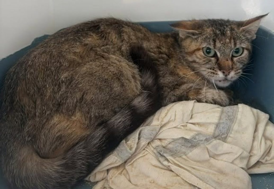 Lambada - Chat Européen à adopter - photo 4