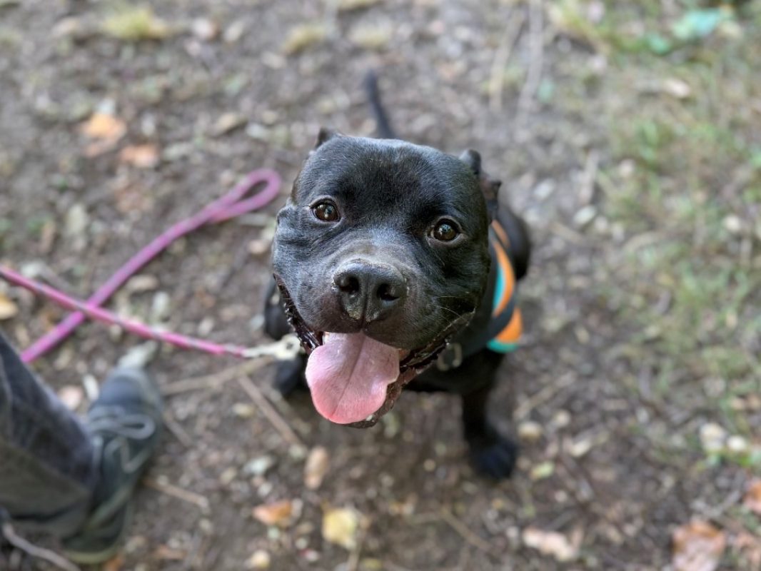 Mex - Chien Bouledogue Américain à adopter
