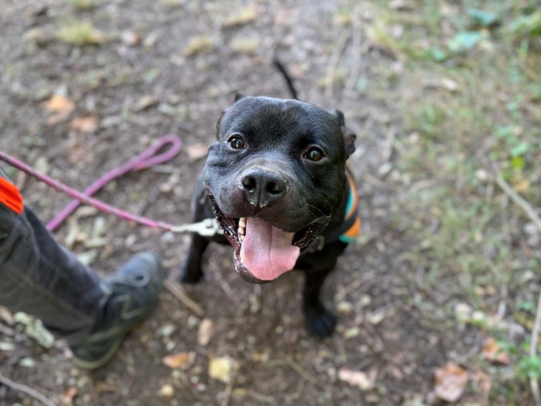 Mex - Chien Bouledogue Américain à adopter - photo 2