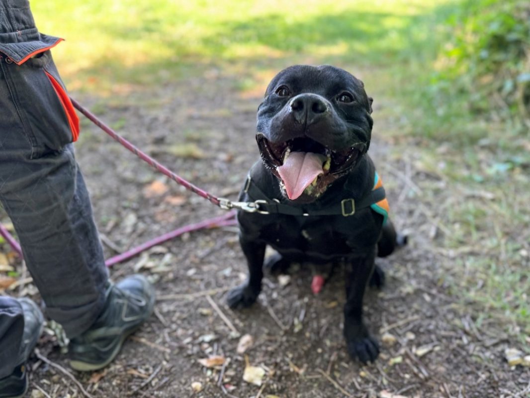 Mex - Chien Bouledogue Américain à adopter - photo 3