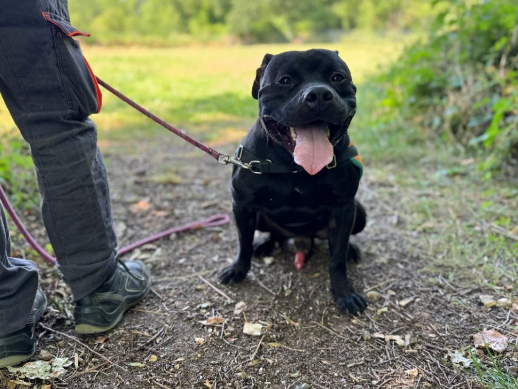 Mex - Chien Bouledogue Américain à adopter - photo 4