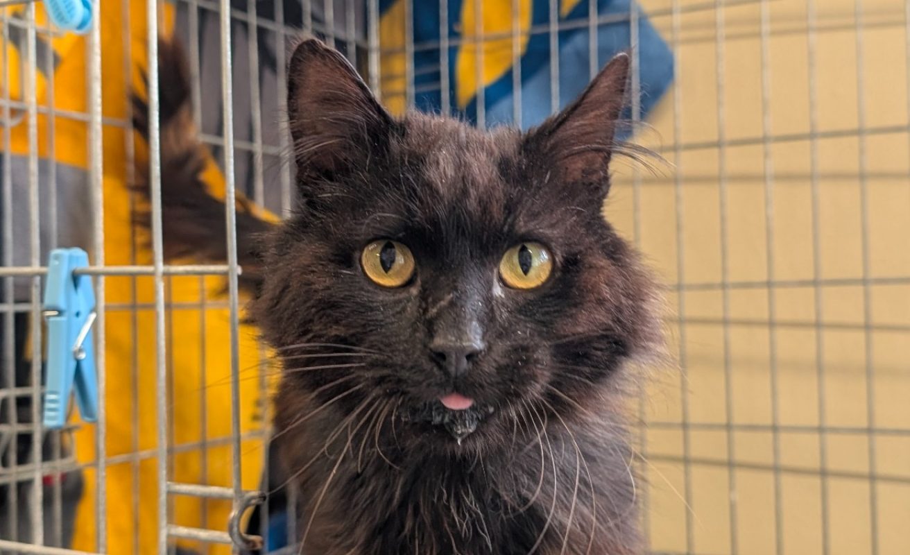 Gropec - Chat à adopter