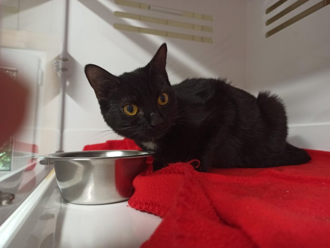 Celina - Chat Européen à adopter