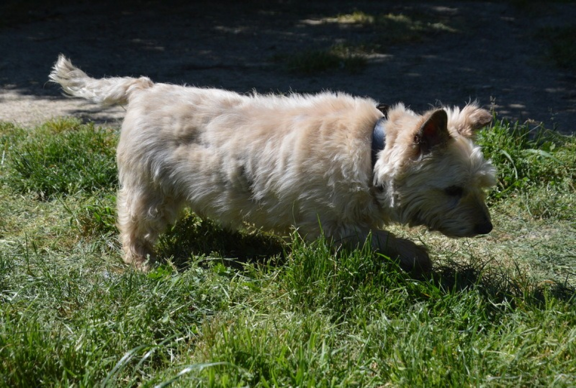 Photo #2 de Hody