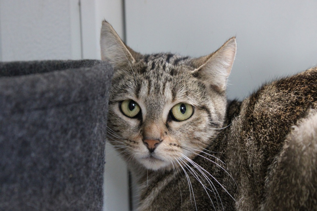 Photo de Café crème