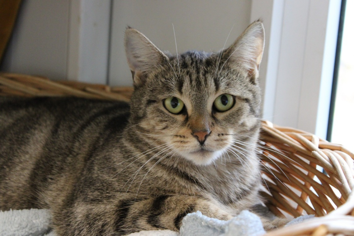 Photo de Café crème