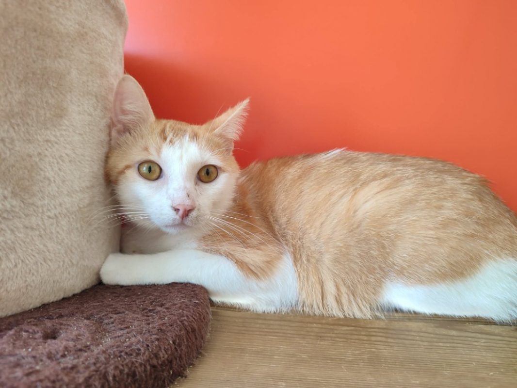 Cabecou - Chat Européen à adopter