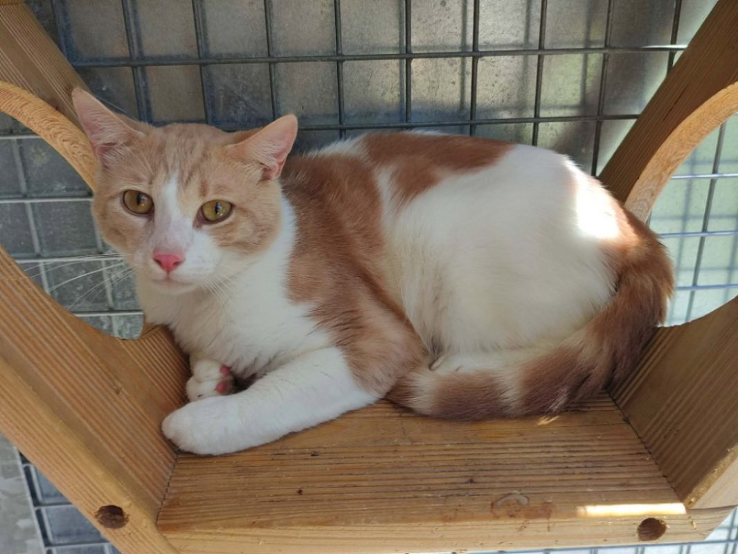 Kiri - Chat Européen à adopter