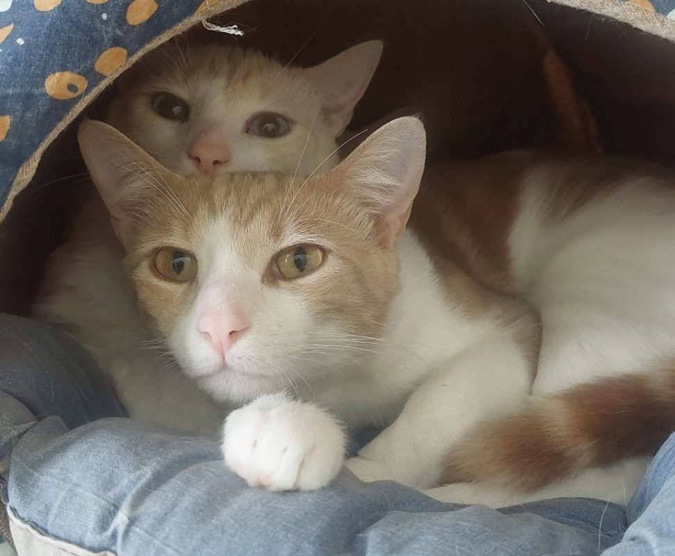 Kiri - Chat Européen à adopter - photo 2