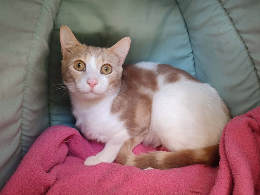 Kiri - Chat Européen à adopter - photo 3