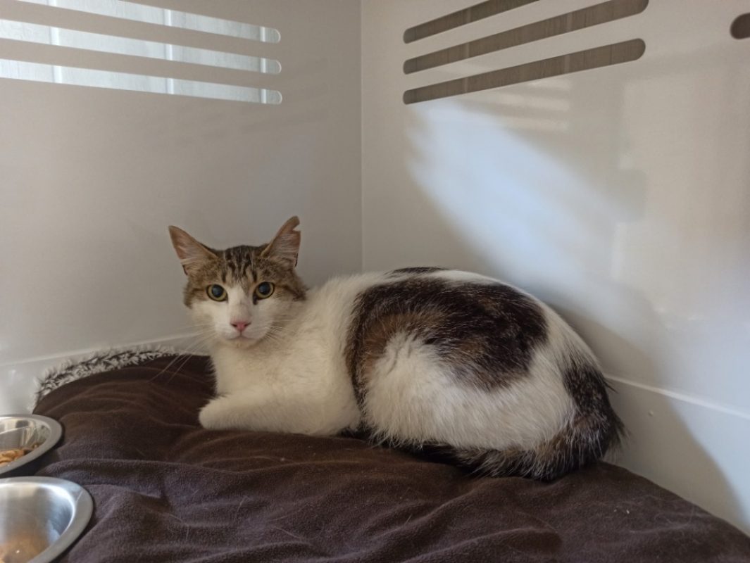 Neil - Chat Européen à adopter