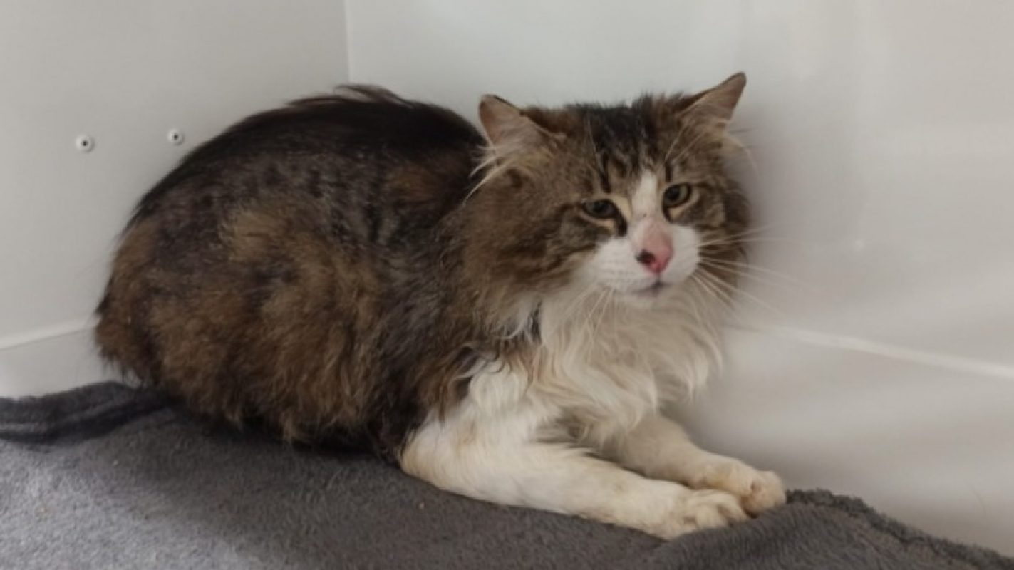 Shaun - Chat Européen à adopter