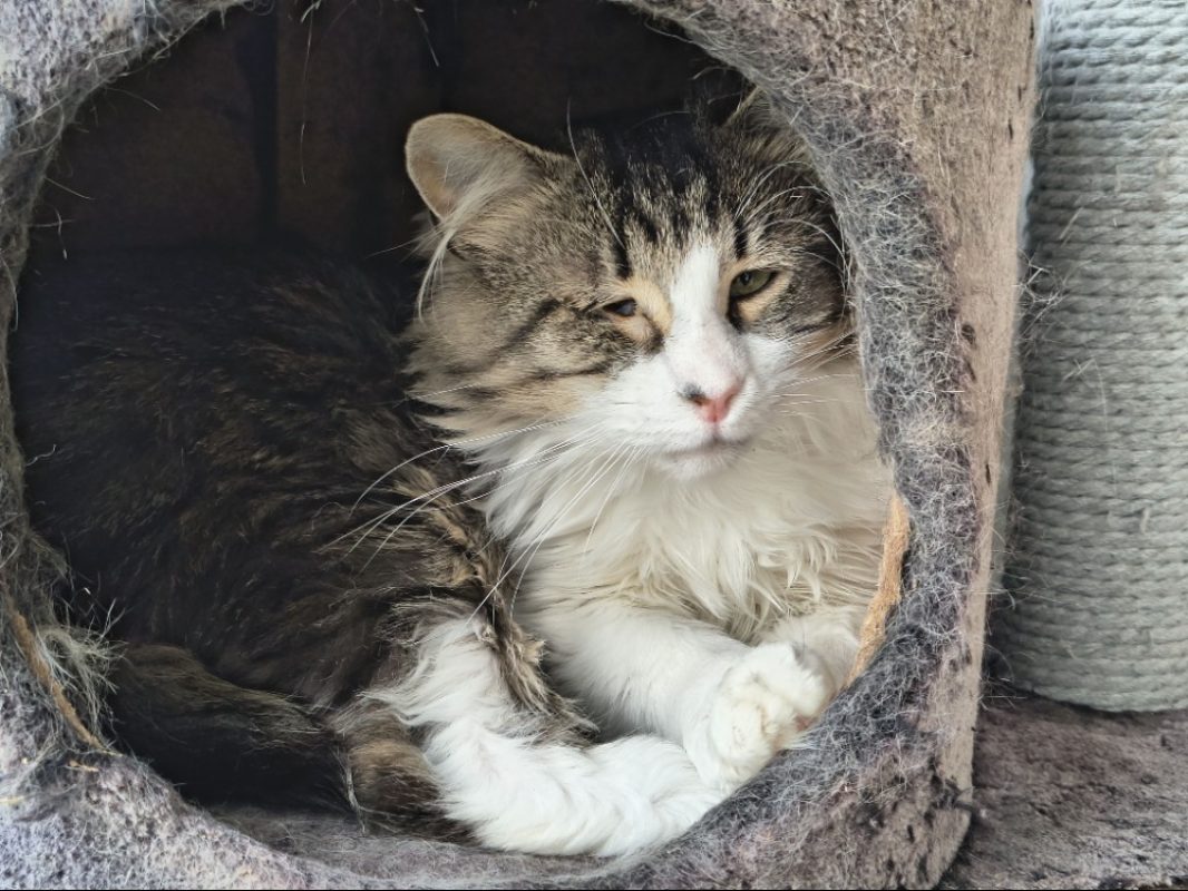 Shaun - Chat Européen à adopter