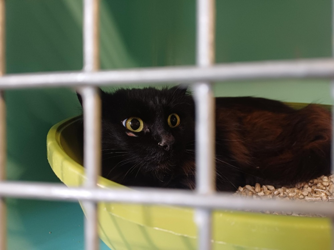 Photo de Croquette 