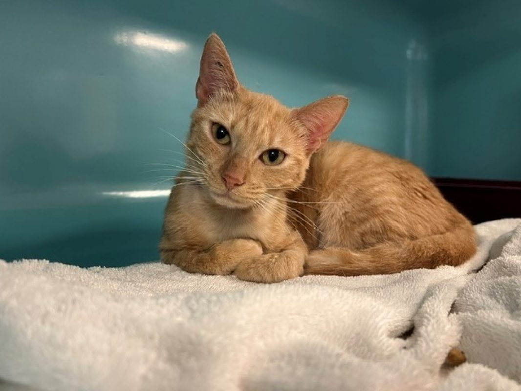 Praline - Chat Européen à adopter