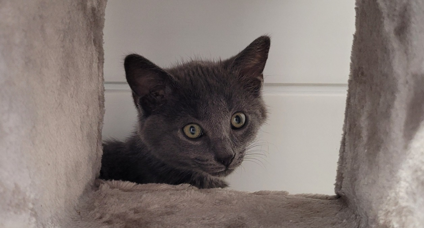 Photo #1 de Berlioz