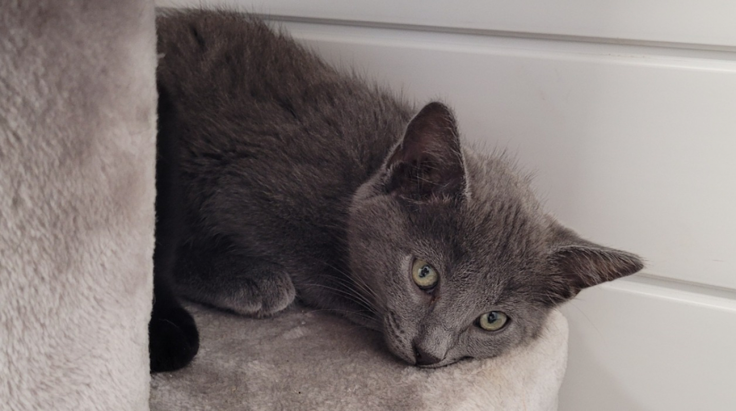 Photo #3 de Berlioz