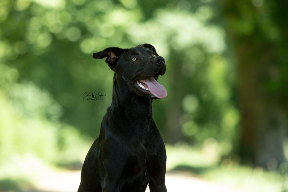 Ava - Chien à adopter