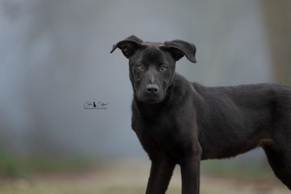 Ava - Chien à adopter - photo 4
