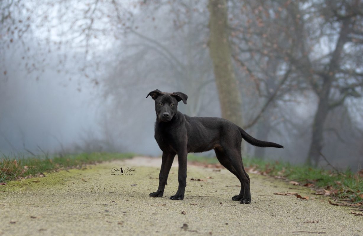 Ava - Chien à adopter - photo 5