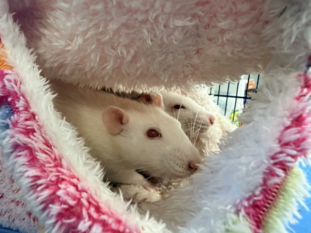 Lalo - Rongeur Rat à adopter - photo 2