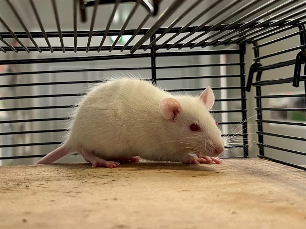 Lalo - Rongeur Rat à adopter - photo 3