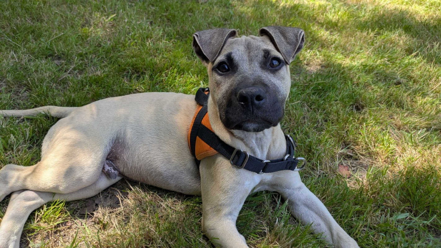 Photo #2 de Koda