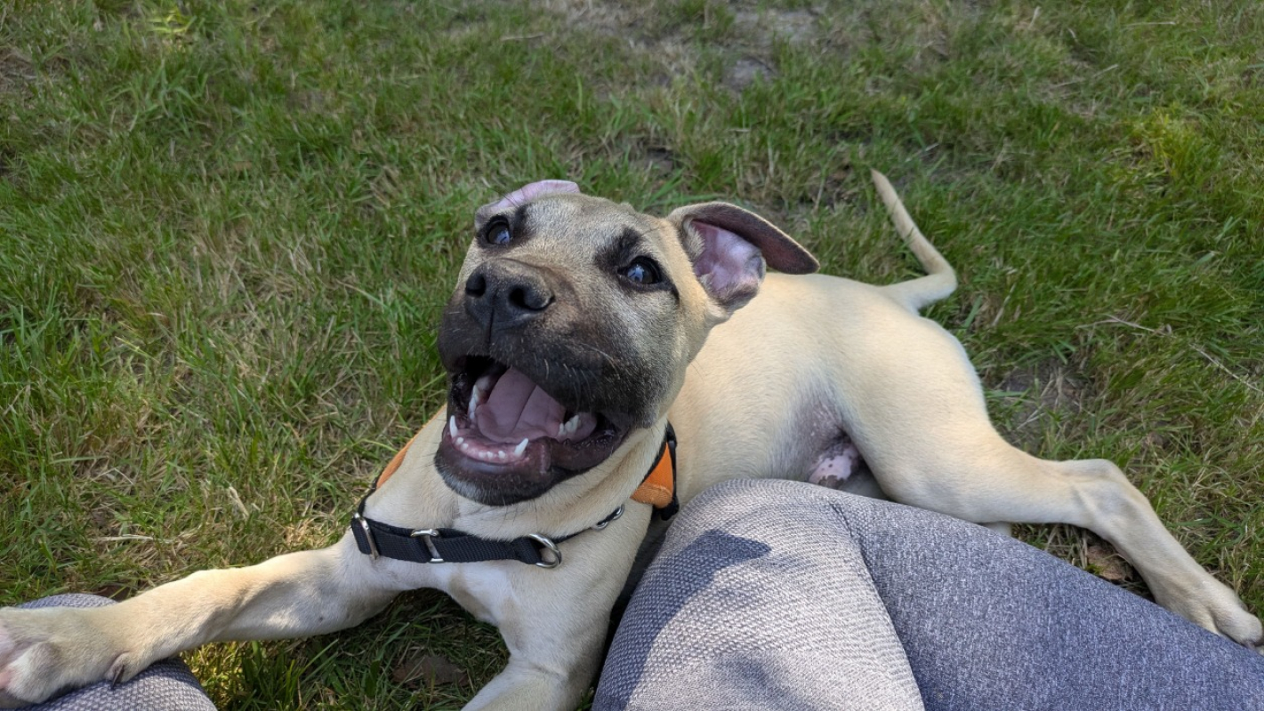 Photo #4 de Koda