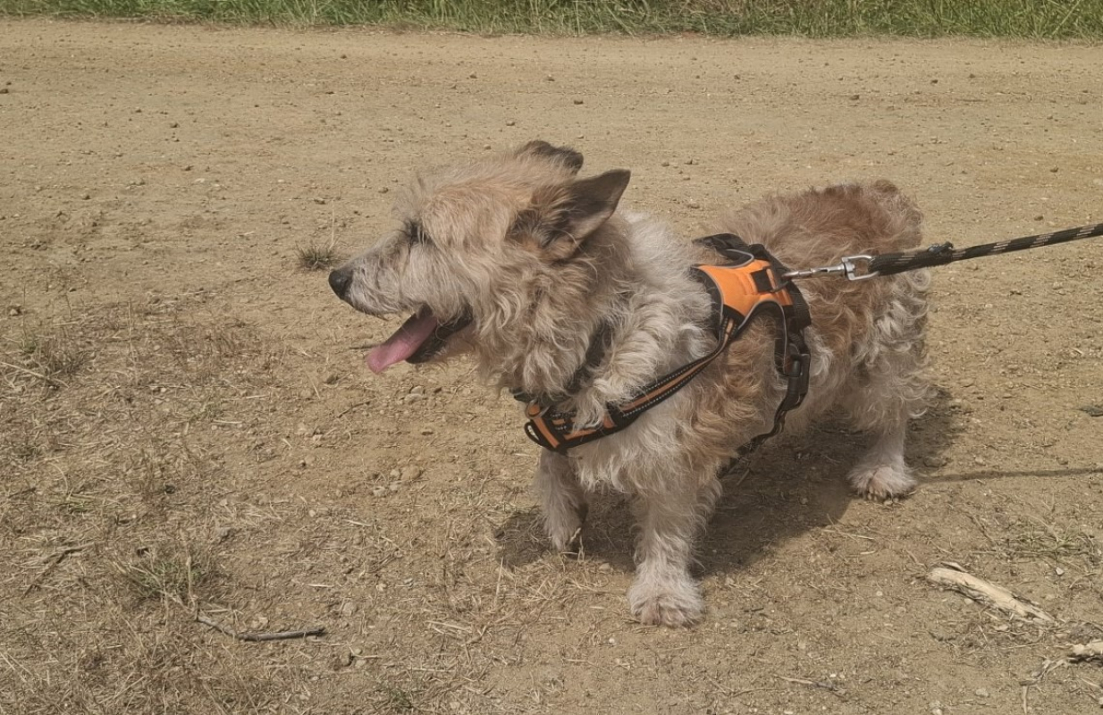 Photo #2 de Snoopy