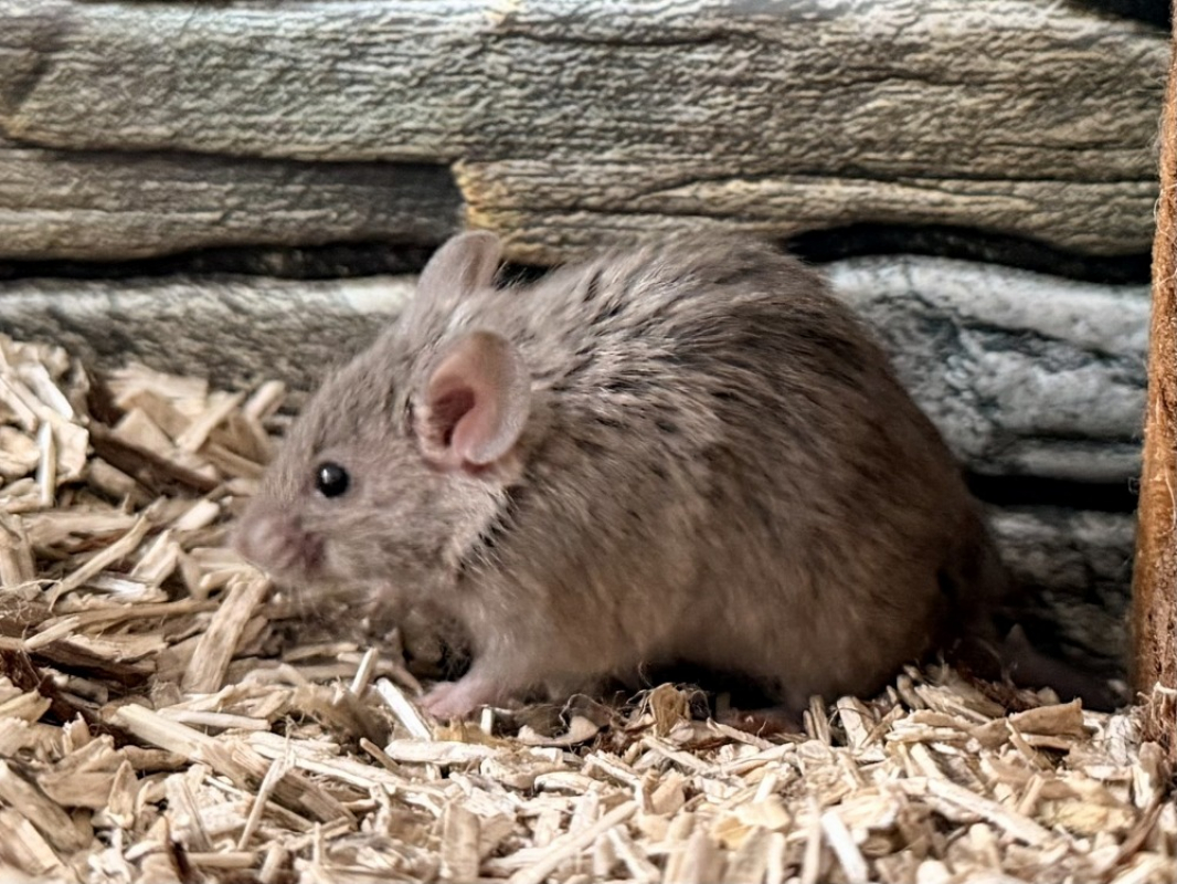 Photo de Babouche