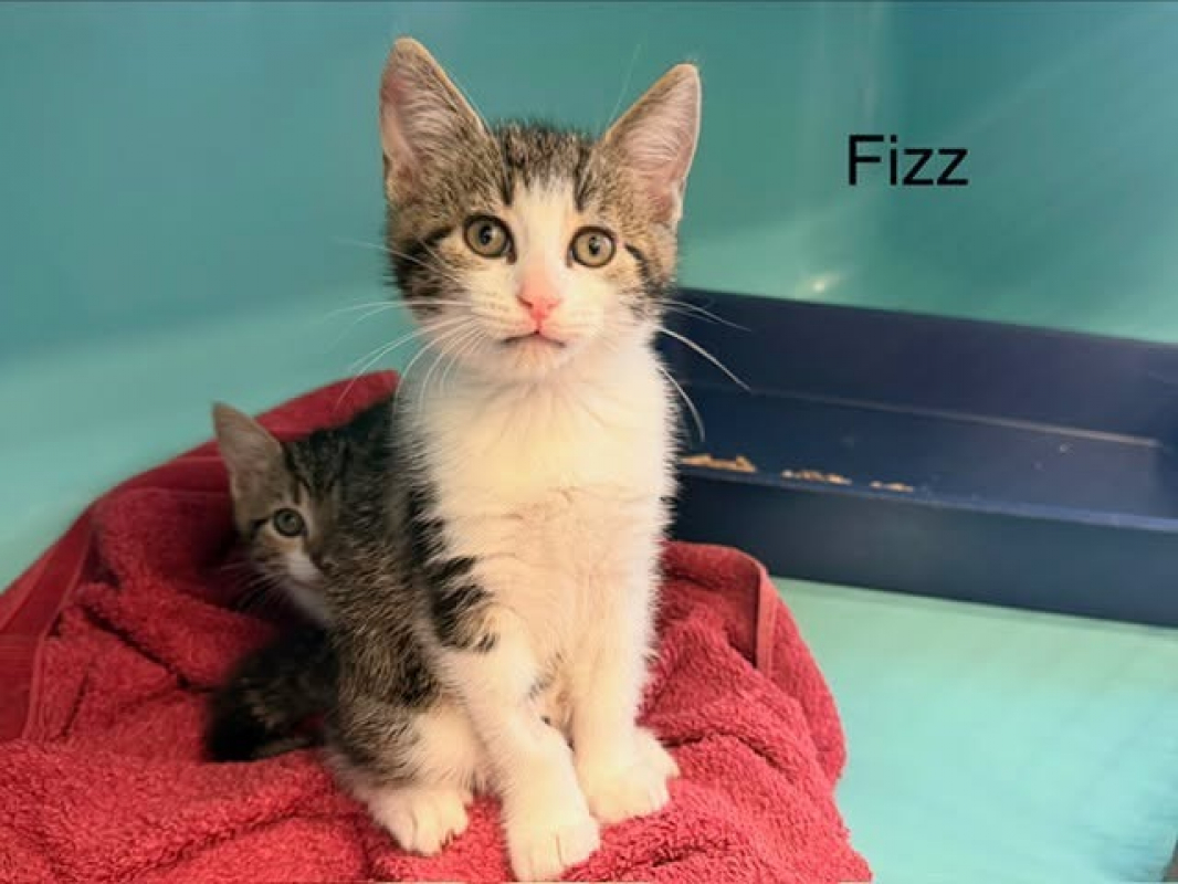 Photo de Fizz