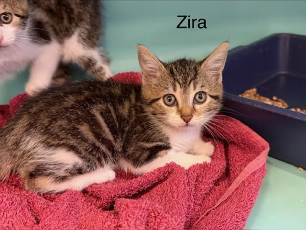 Photo de Zira