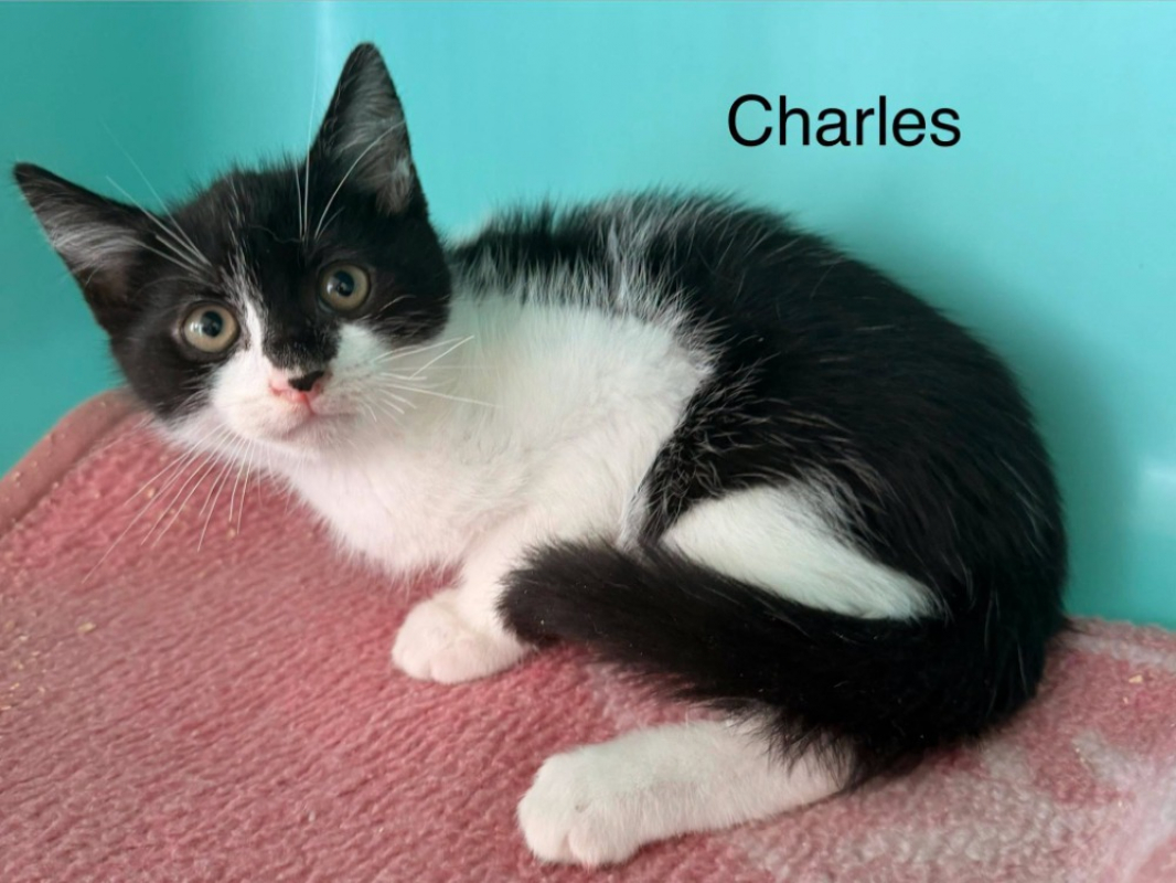 Photo de Charles