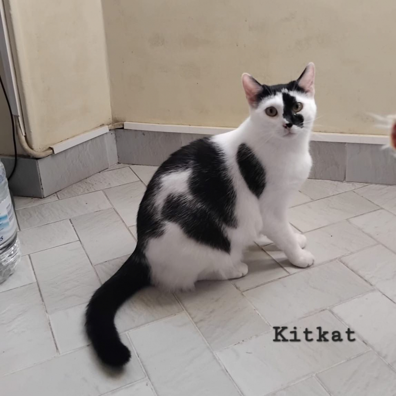 Photo #1 de Kitkat