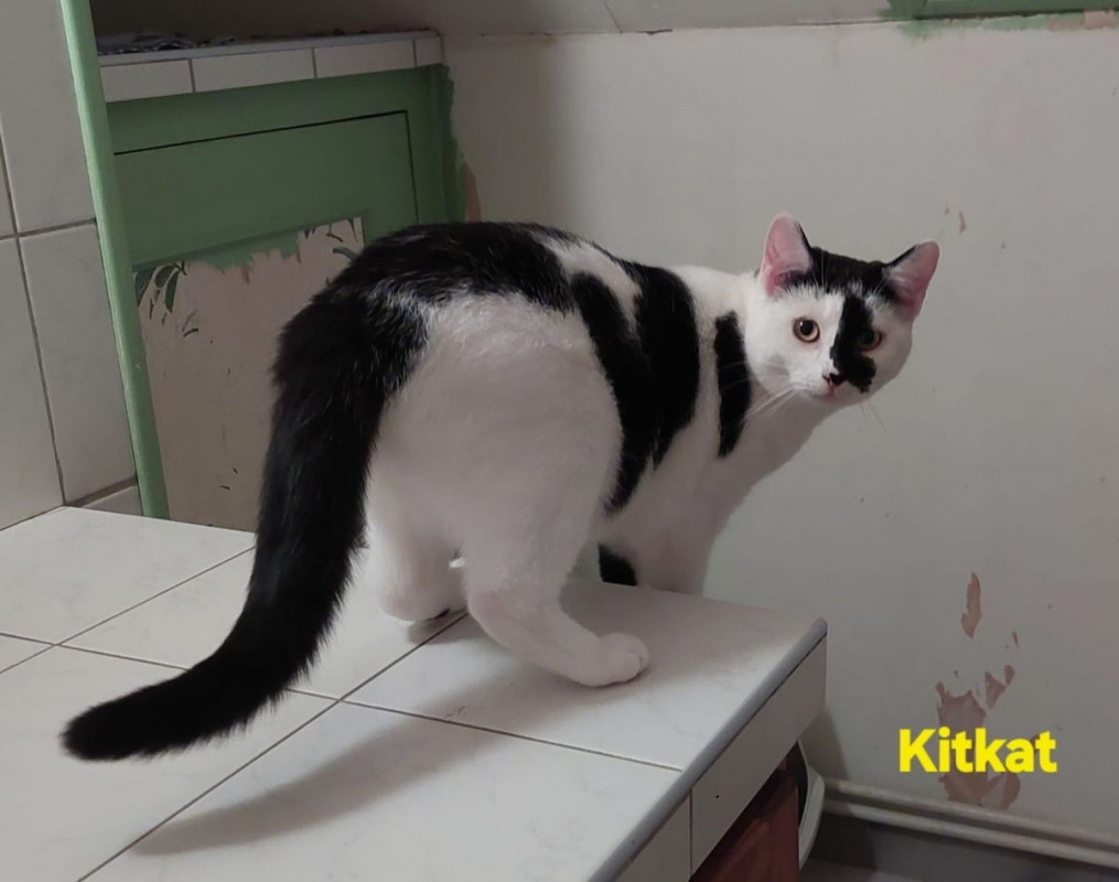 Photo #3 de Kitkat