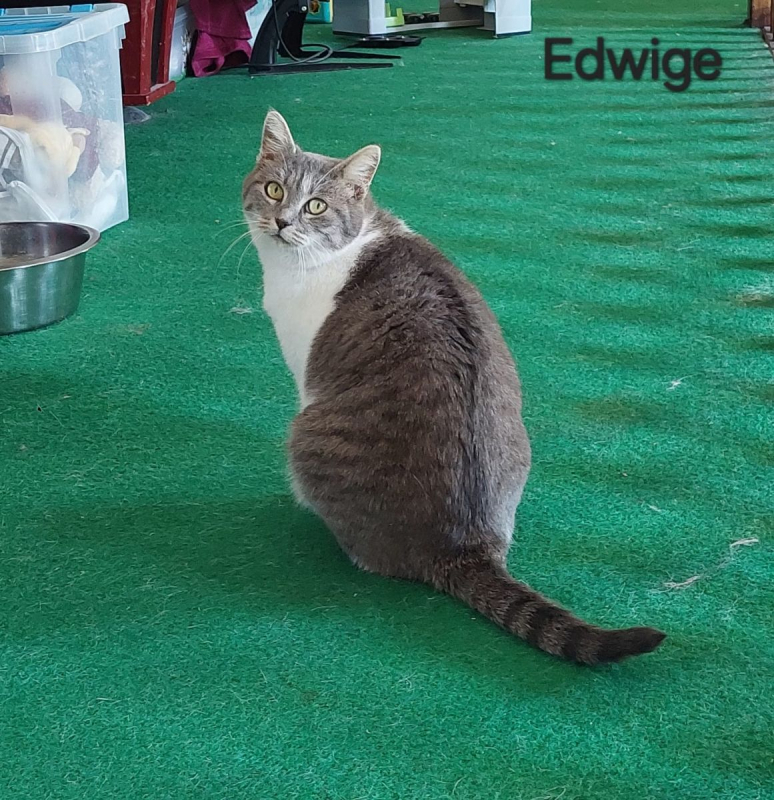 Photo #3 de Edwige