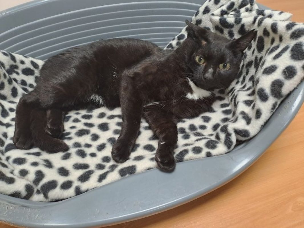 Piano - Chat Européen à adopter