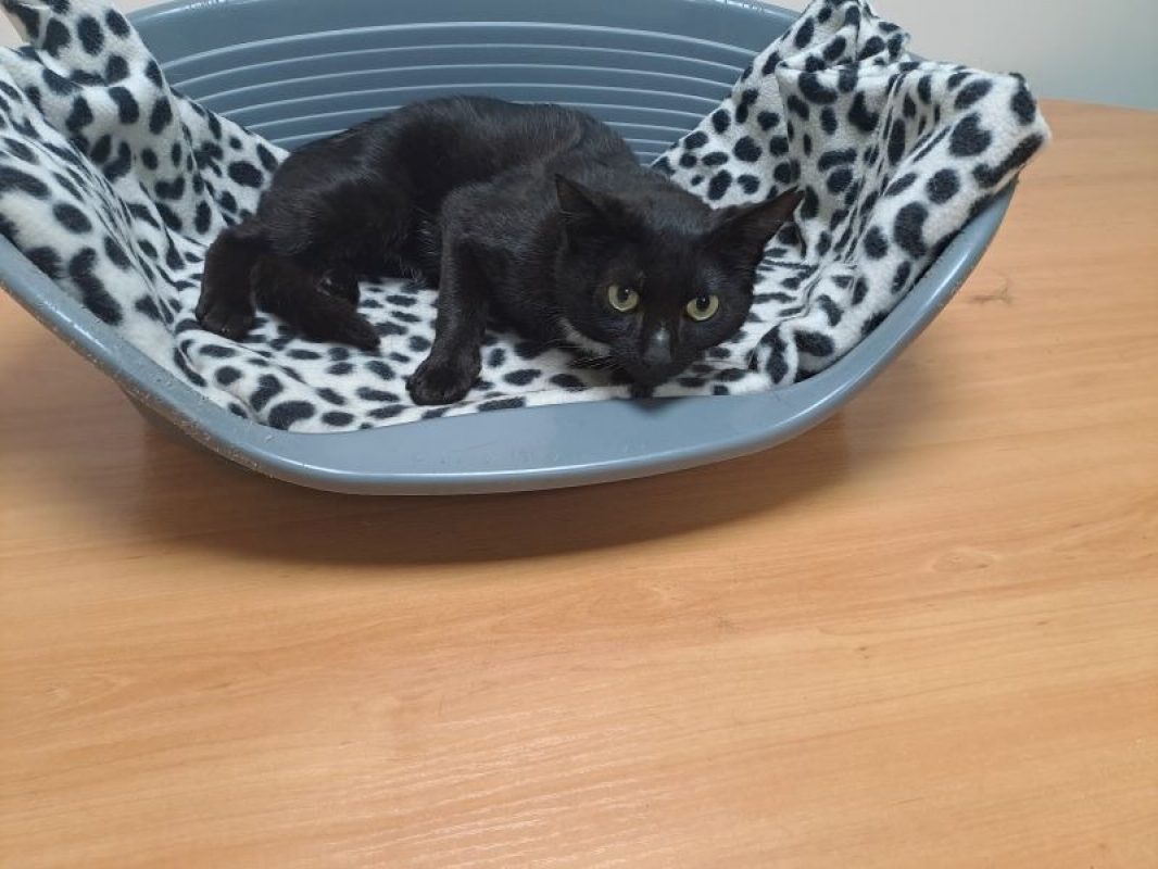 Piano - Chat Européen à adopter - photo 2