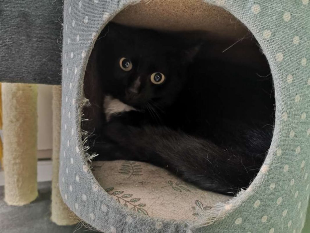 Piano - Chat Européen à adopter - photo 3