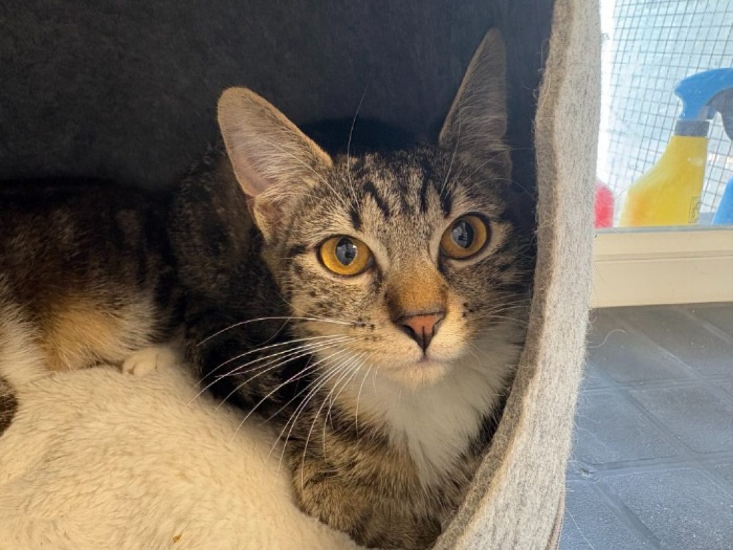 Sacha - Chat Européen à adopter