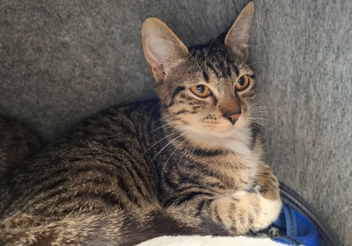 Sacha - Chat Européen à adopter - photo 2