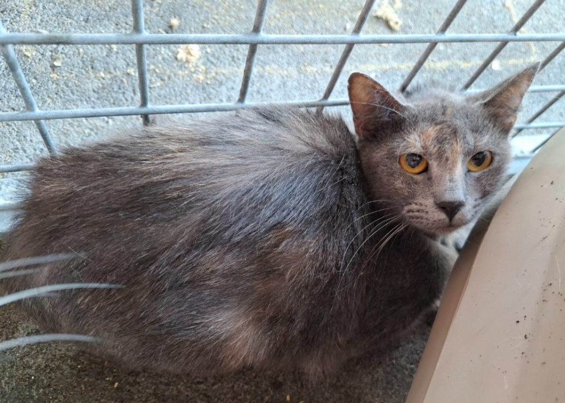Vanille - Chat Européen à adopter