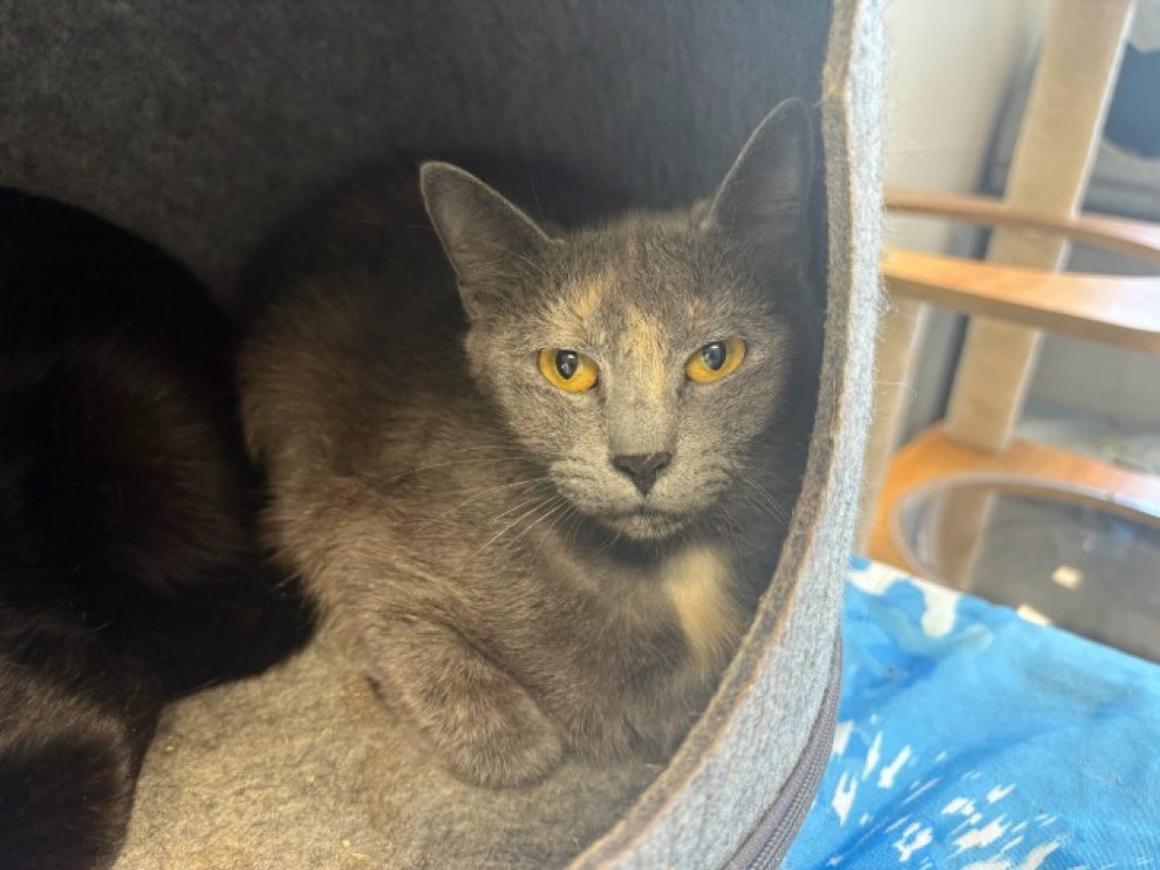Vanille - Chat Européen à adopter - photo 2