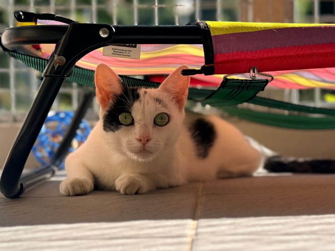 Arlette fiv+ - Chat Européen à adopter