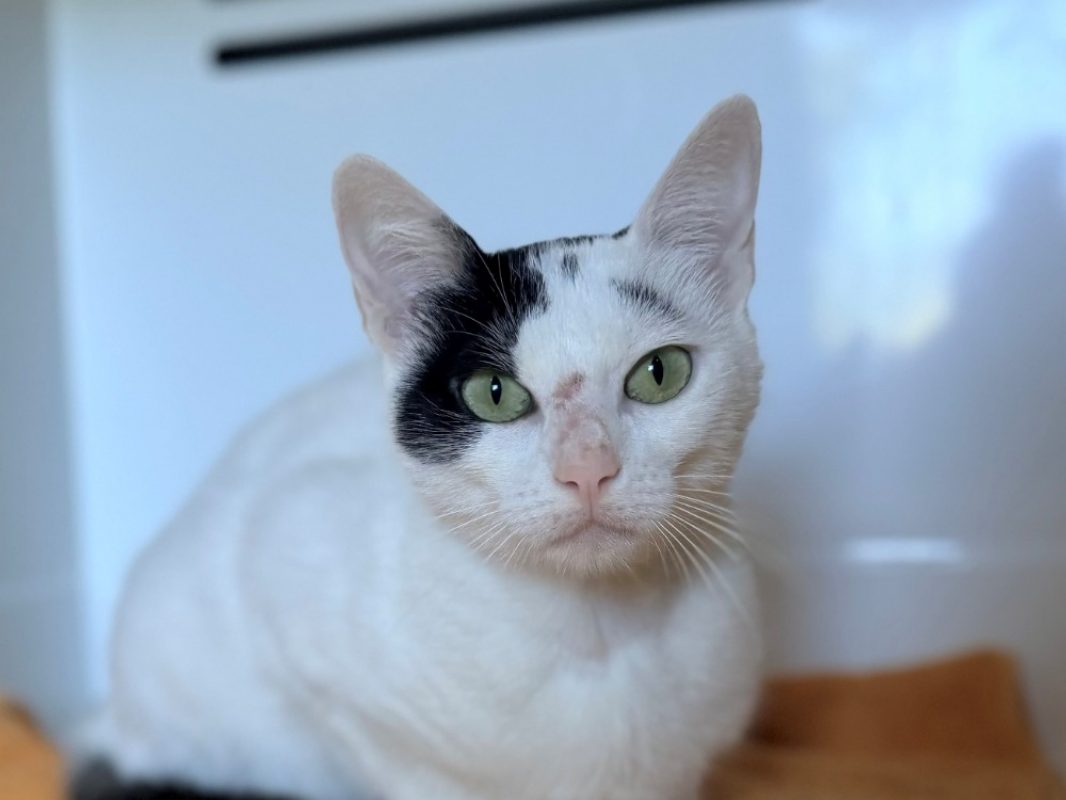 Arlette fiv+ - Chat Européen à adopter - photo 2