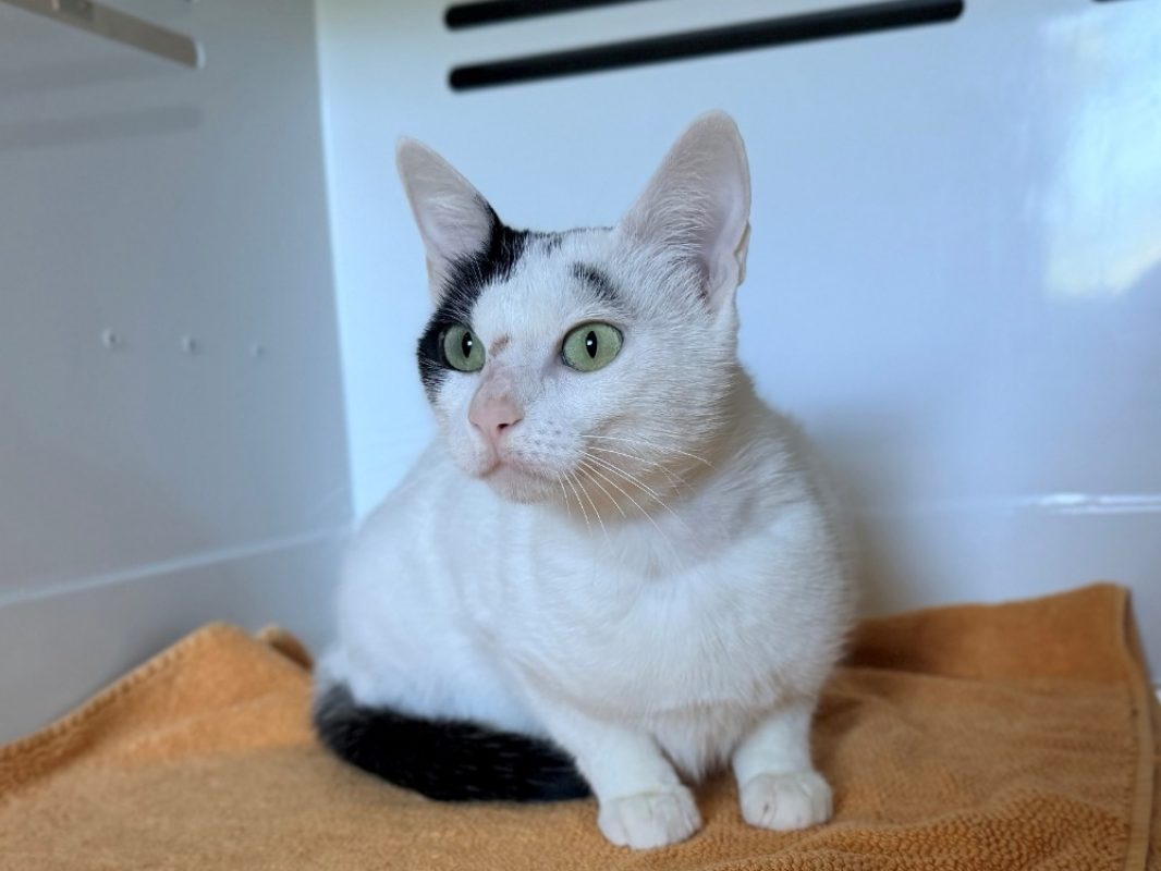 Arlette fiv+ - Chat Européen à adopter - photo 3