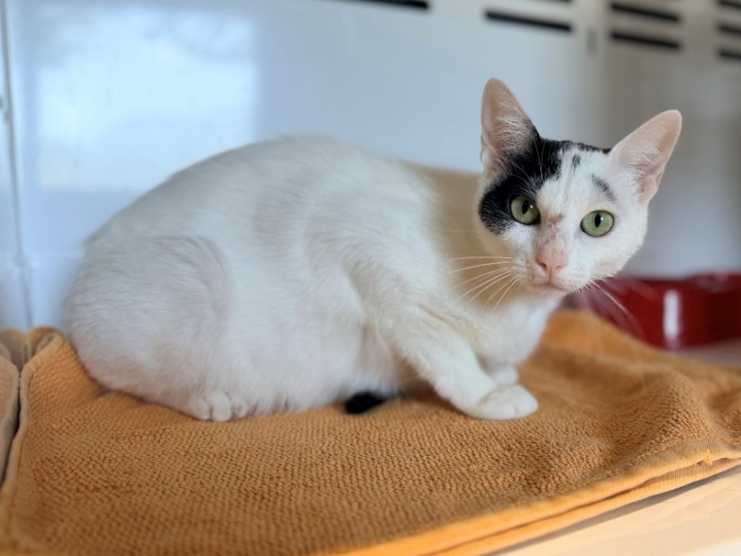 Arlette fiv+ - Chat Européen à adopter - photo 4