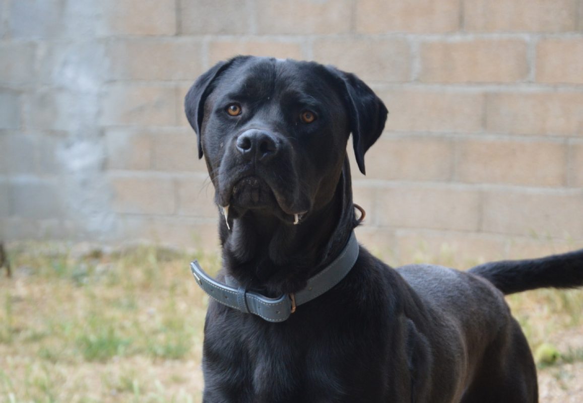 Rayton - Chien à adopter