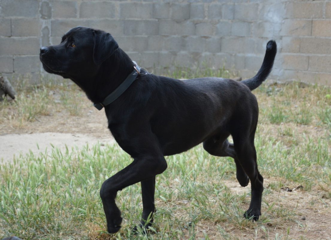 Rayton - Chien à adopter - photo 2