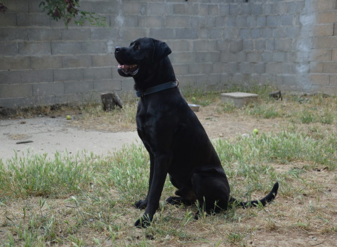 Rayton - Chien à adopter - photo 3